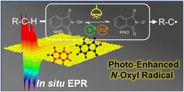 Graphical abstract: Time-resolved EPR revealed C(sp3)–H activation through a photo-enhanced phthalimide-N-oxyl (PINO) radical