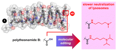 Graphical abstract: C-Terminal modification of polytheonamide B uncouples its dual functions in MCF-7 cancer cells