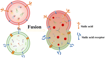 Graphical abstract: In situ detection of miRNA-21 in MCF-7 cell-derived extracellular vesicles using the red blood cell membrane vesicle strategy