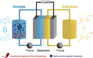 Graphical abstract: Biological anolyte regeneration system for redox flow batteries
