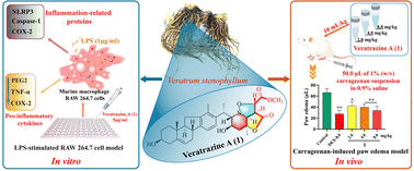 Graphical abstract: Steroidal alkaloid with unprecedented triheterocyclic architecture
