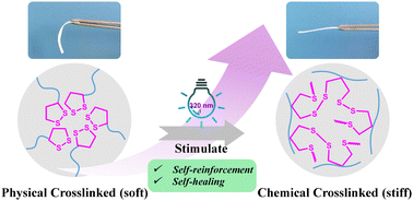 Graphical abstract: A UV-induced self-reinforced hydrogel based on in situ hydrophobic aggregation of strained 1,2-dithiolane rings
