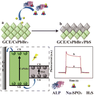 Graphical abstract: A halide perovskite/lead sulfide heterostructure with enhanced photoelectrochemical performance for the sensing of alkaline phosphatase (ALP)