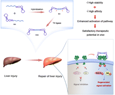 Graphical abstract: Circular bivalent aptamers enhance the activation of the regenerative signaling pathway for repairing liver injury in vivo
