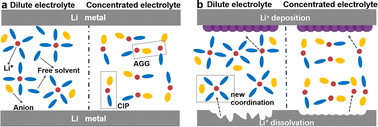 Graphical abstract: Unveiling the dynamic Li+–solvent interaction evolution in lithium metal batteries