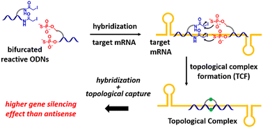 Graphical abstract: Topological capture of mRNA for silencing gene expression
