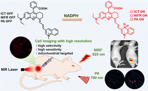 Graphical abstract: An NIR fluorescent/photoacoustic dual-mode probe of NADPH for tumor imaging