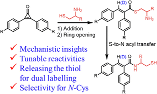 Graphical abstract: A unique reaction of diphenylcyclopropenone and 1,2-aminothiol with the release of thiol for multiple bioconjugation