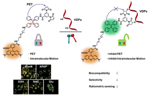 Graphical abstract: A “dual-key-and-lock” ratiometric fluorescent probe with biocompatibility and selectivity for imaging vicinal dithiol proteins