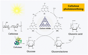 Graphical abstract: One-pot sequential cascade reaction for selective gluconic acid production from cellulose photobiorefining