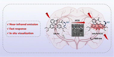 Graphical abstract: Si-rhodamine fluorescent probe for monitoring of hypochlorous acid in the brains of mice afflicted with neuroinflammation