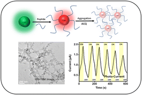 Graphical abstract: Surface modification of carbon dots via peptide covalent conjugation