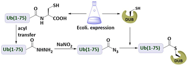 Graphical abstract: Acyl azide modification of the ubiquitin C-terminus enables DUB capture