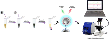 Graphical abstract: Molecularly imprinted and cladded polymers for constructing a portable plasmonic immunoassay for peptides in biofluids