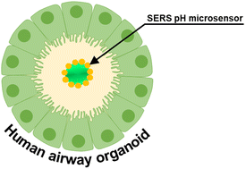 Graphical abstract: SERS microsensors for pH measurements in the lumen and ECM of stem cell derived human airway organoids