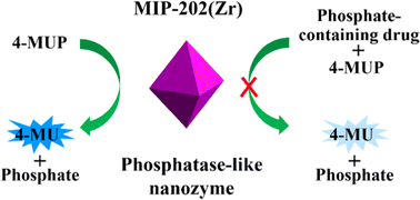 Graphical abstract: Zirconium-amino acid framework as a green phosphatase-like nanozyme for the selective detection of phosphate-containing drugs