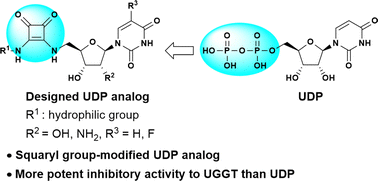 Graphical abstract: Squaryl group-modified UDP analogs as inhibitors of the endoplasmic reticulum-resident folding sensor enzyme UGGT