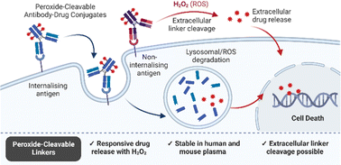 Graphical abstract: Peroxide-cleavable linkers for antibody–drug conjugates