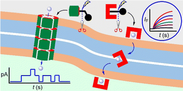 Graphical abstract: Progress and prospects toward supramolecular bioactive ion transporters