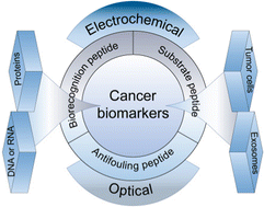 Graphical abstract: Application of functional peptides in the electrochemical and optical biosensing of cancer biomarkers