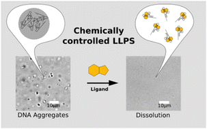 Graphical abstract: Chemical control of phase separation in DNA solutions