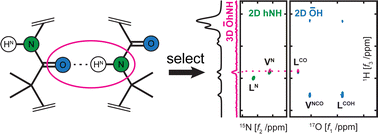 Graphical abstract: Characterization of peptide O⋯HN hydrogen bonds via1H-detected 15N/17O solid-state NMR spectroscopy