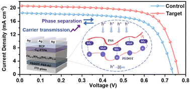 Graphical abstract: Tuning the phase separation of PEDOT:PSS affords efficient lead-free perovskite solar cells
