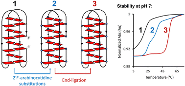 Graphical abstract: End-ligation can dramatically stabilize i-motifs at neutral pH