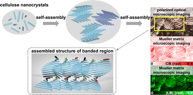 Graphical abstract: Visualizing chiral structures in cellulose nanocrystal films by a Mueller matrix microscope