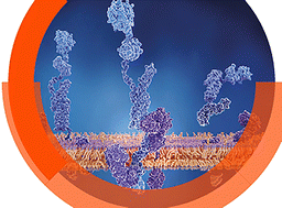 Graphical abstract: Highlights from Faraday discussion 232: Peptide–membrane interactions, 8th–10th September 2021 (online)