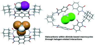 Graphical abstract: Structure analysis of inclusion crystals of diimide-based macrocycles with halocarbons