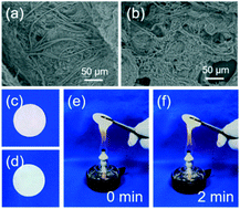 Graphical abstract: A scalable, low-cost and green strategy for the synthesis of ultralong hydroxyapatite nanowires using peanut oil