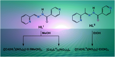 Graphical abstract: Coordination polymers fabricated from Cd(NO3)2 and N,N′,O-pincer-type isonicotinoylhydrazone-based polytopic ligands – an insight from experimental and theoretical investigations