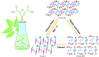 Graphical abstract: Discovery and characterization of new crystal forms of bio-based nylon 4F salt