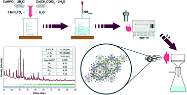 Graphical abstract: Peculiarities of the formation, structural and morphological properties of zinc whitlockite (Ca18Zn2(HPO4)2(PO4)12) synthesized via a phase transformation process under hydrothermal conditions
