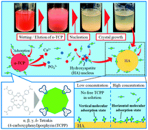 Graphical abstract: Investigation of adsorptive orientation state change of anionic porphyrin with the hydrolysis reaction of α-tricalcium phosphate