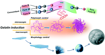 Graphical abstract: Simultaneous control of polymorphism and morphology via gelatin induction for concomitant systems: case study of sulfathiazole