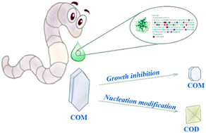 Graphical abstract: Natural inhibitors from earthworms for the crystallization of calcium oxalate monohydrate