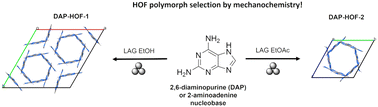 Graphical abstract: Sustainable solid form screening: mechanochemical control over nucleobase hydrogen-bonded organic framework polymorphism