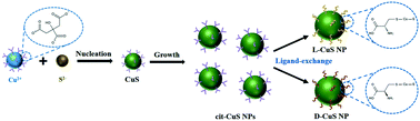 Graphical abstract: Chiral CuS nanoparticles and their photothermal properties