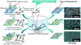 Graphical abstract: Preparation of citric acid-modified poly(vinyl alcohol) films for effectively precipitating calcium phosphate particles