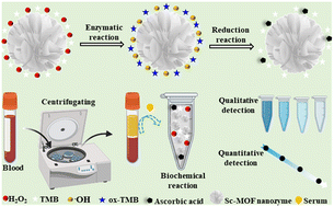 Graphical abstract: Novel scandium-MOF nanocrystals as peroxidase-mimicking nanozymes for highly sensitive colorimetric detection of ascorbic acid in human serum