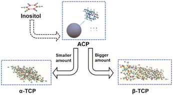 Graphical abstract: Effect of inositol on the thermally induced crystallization and phase evolution of amorphous calcium phosphate