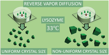 Graphical abstract: Narrow size distribution of lysozyme crystals in a reverse vapor diffusion set-up