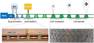 Graphical abstract: l-Glutamic acid crystals of pure α form and uniform size distribution from continuous non-seeded reaction crystallization in slug flow