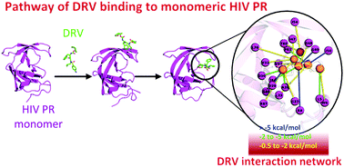 Graphical abstract: Mechanism of darunavir binding to monomeric HIV-1 protease: a step forward in the rational design of dimerization inhibitors