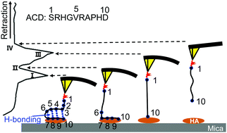 Graphical abstract: Molecular mechanisms for the humic acid-enhanced formation of the ordered secondary structure of a conserved catalytic domain in phytase