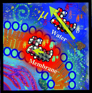 Graphical abstract: Electronic polarization effects on membrane translocation of anti-cancer drugs