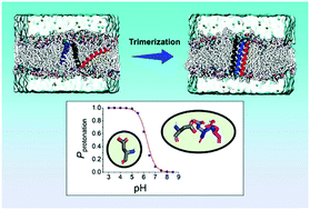 Graphical abstract: Exploring the trimerization process of a transmembrane helix with an ionizable residue by molecular dynamics simulations: a case study of transmembrane domain 5 of LMP-1