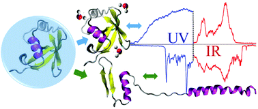 Graphical abstract: Tracking local and global structural changes in a protein by cold ion spectroscopy